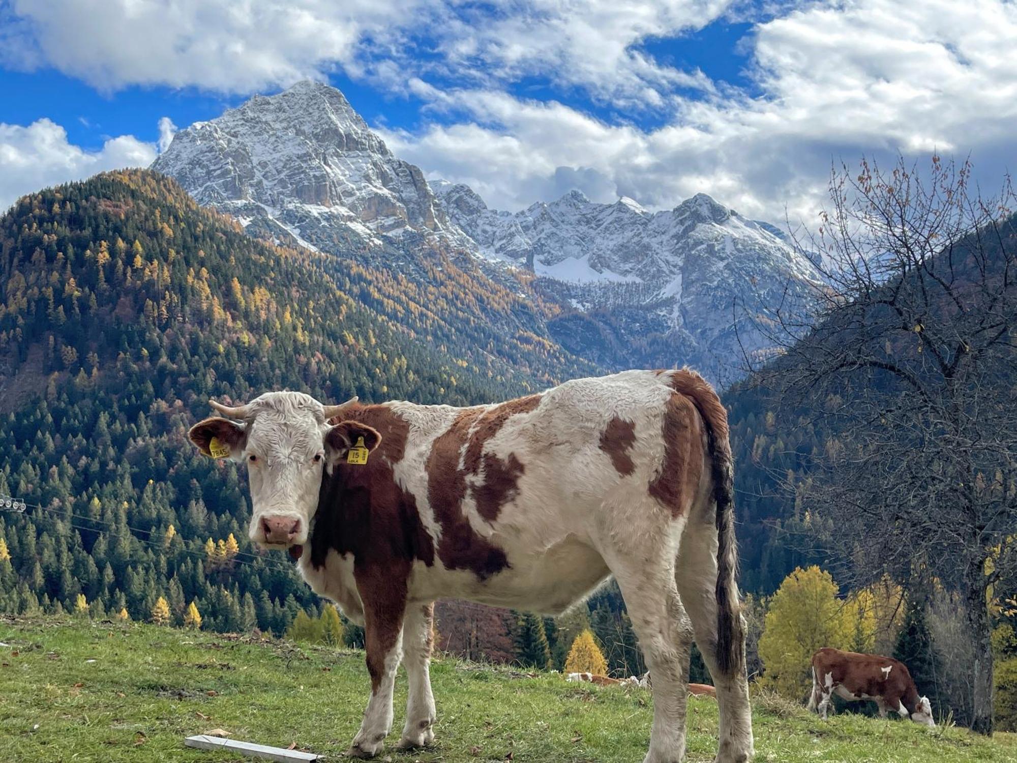 Villa Alpina Campiglio Madonna Eksteriør billede